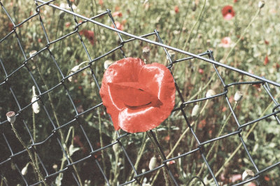 Mohn – Lomography